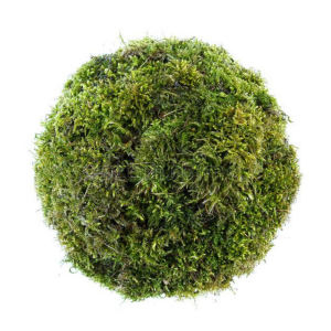 Sfera din muschi